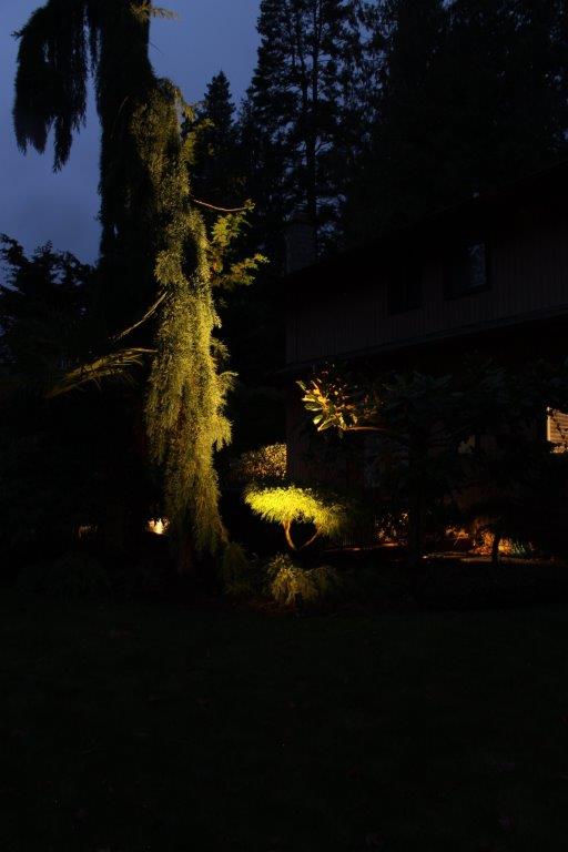 Uplighting tree with landscape spot light