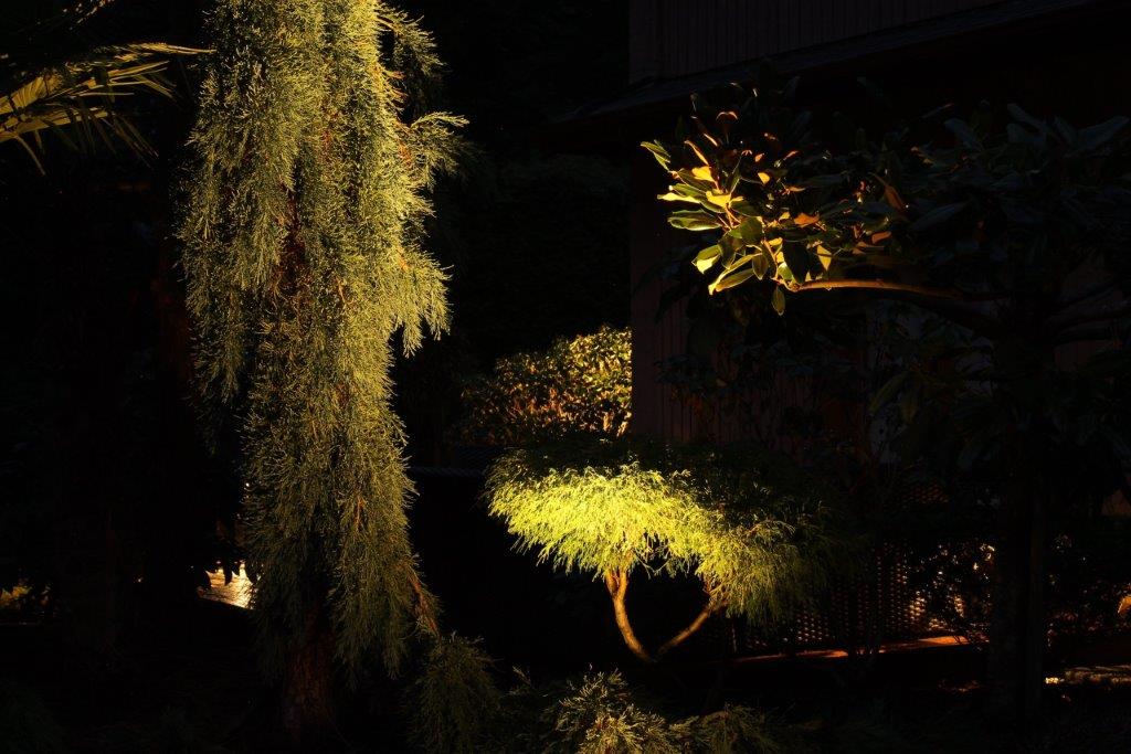 Bush lit up at night with landscape spot light