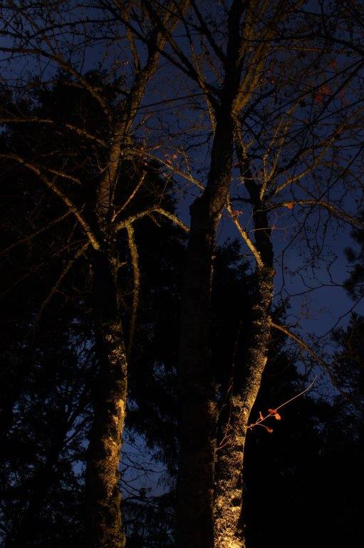 Up-lighting of maple tree with spot light